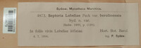 Septoria lobeliae image